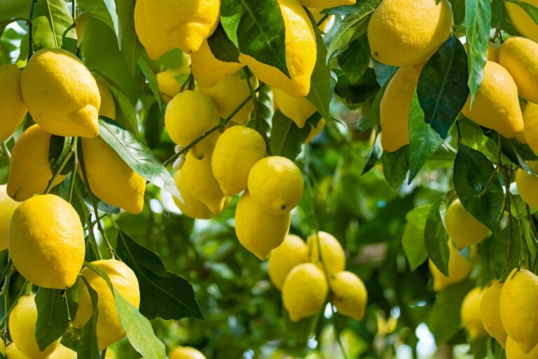 lemon tree (featured image)