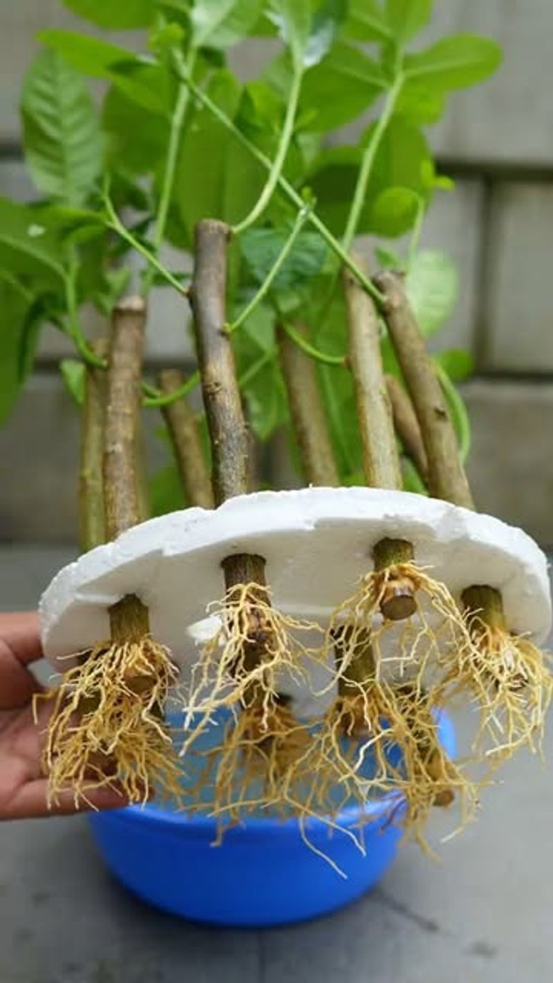 Reduces Cold Shock to Root Systems