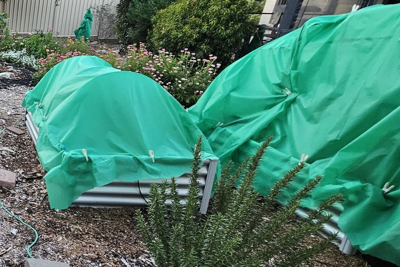 Protects Plants from Temperature Drops