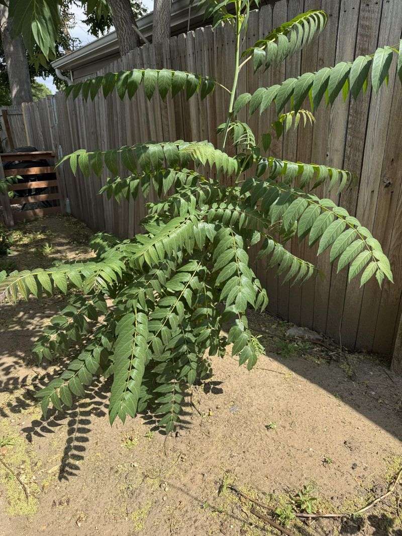 Cutting It Down Actually Makes The Problem Worse