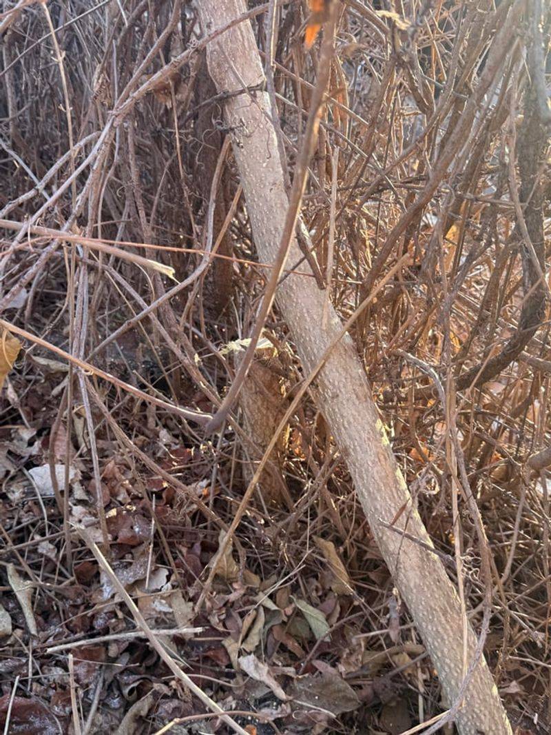 Weak Wood Creates Dangerous Falling Hazards