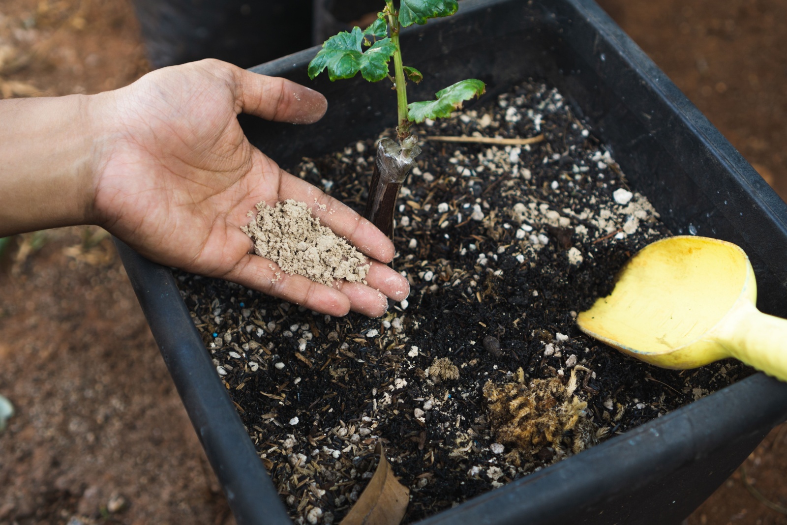 The Soil-Sweetening Trick Wisconsin Gardeners Use Before Deep Winter