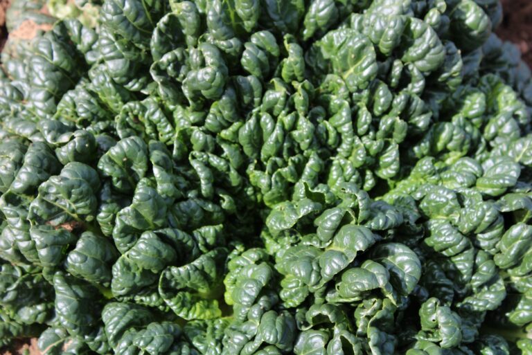 Spinach (featured image)