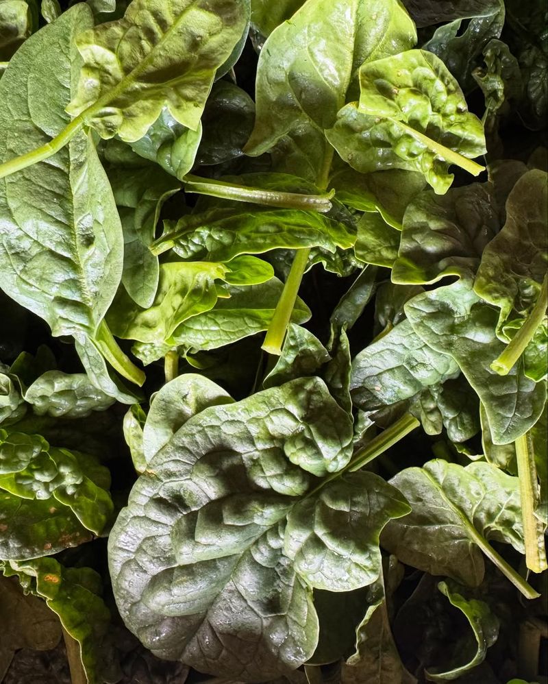 Superior Cold Tolerance