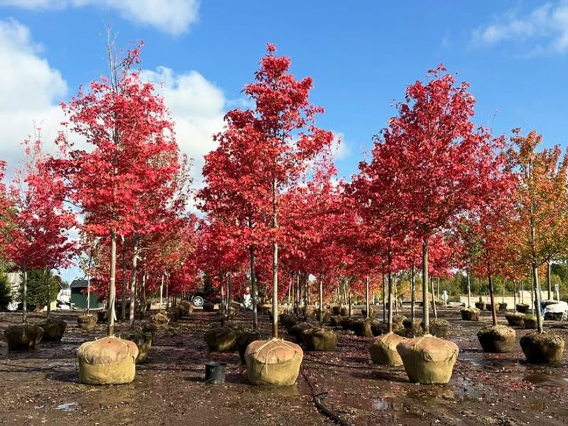 Blazing Fall Color That Stops Traffic