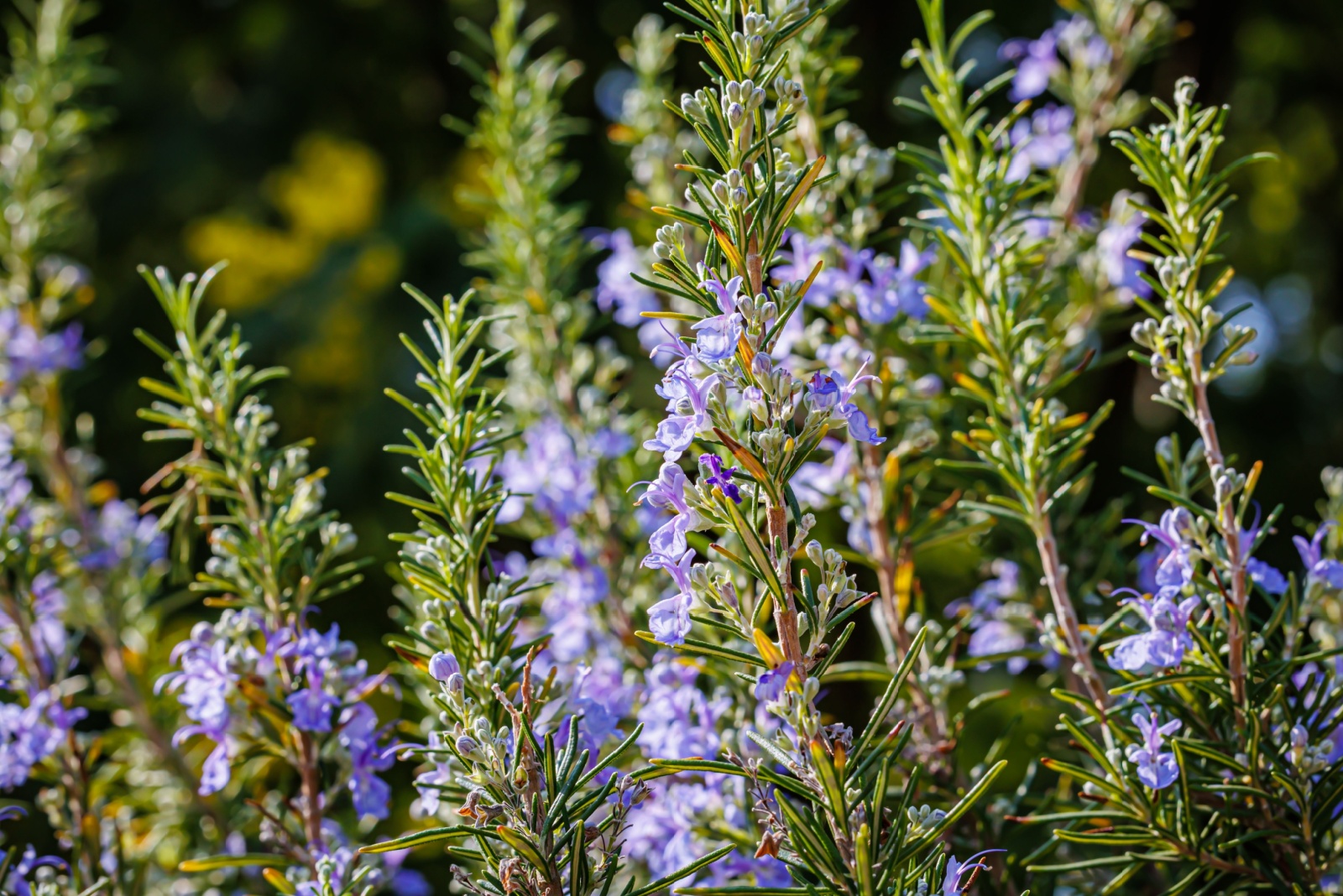 The Surprising Powers Of Rosemary And Why Illinois Homeowners Plant It By The Door
