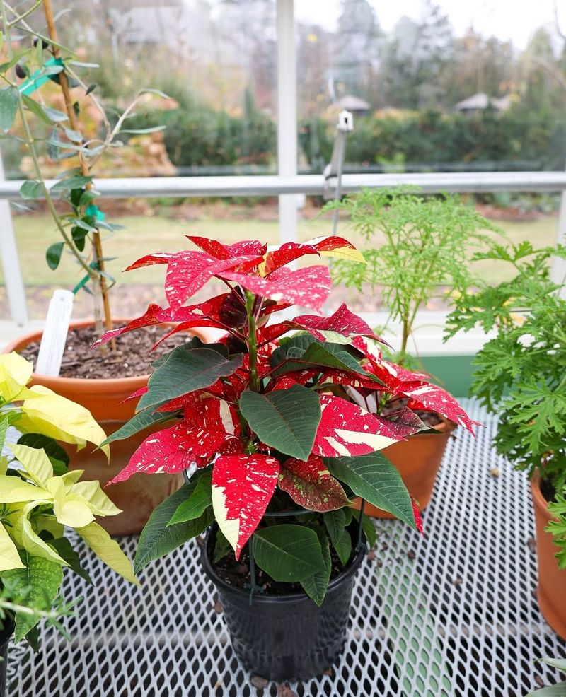 Sudden Temperature Drops Shock Plant Systems