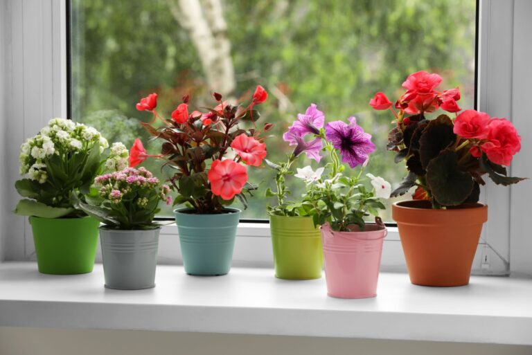 flowers in pots on windowsill indoors