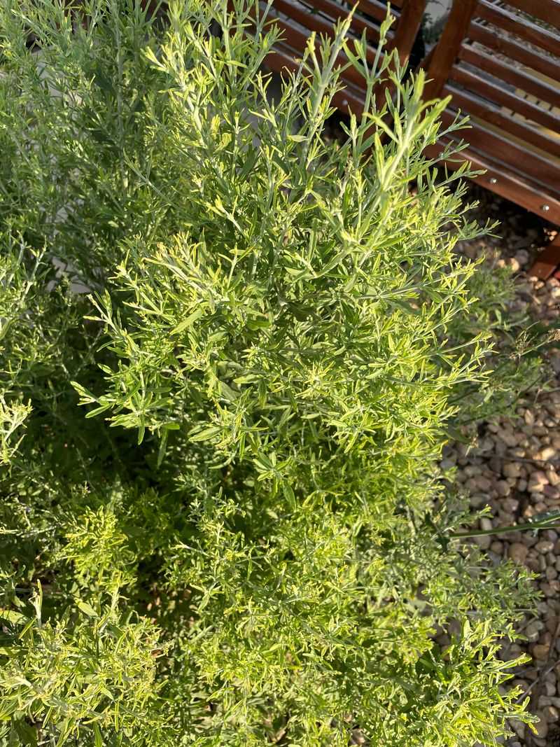 Dense Foliage Creates Perfect Tick Hideouts