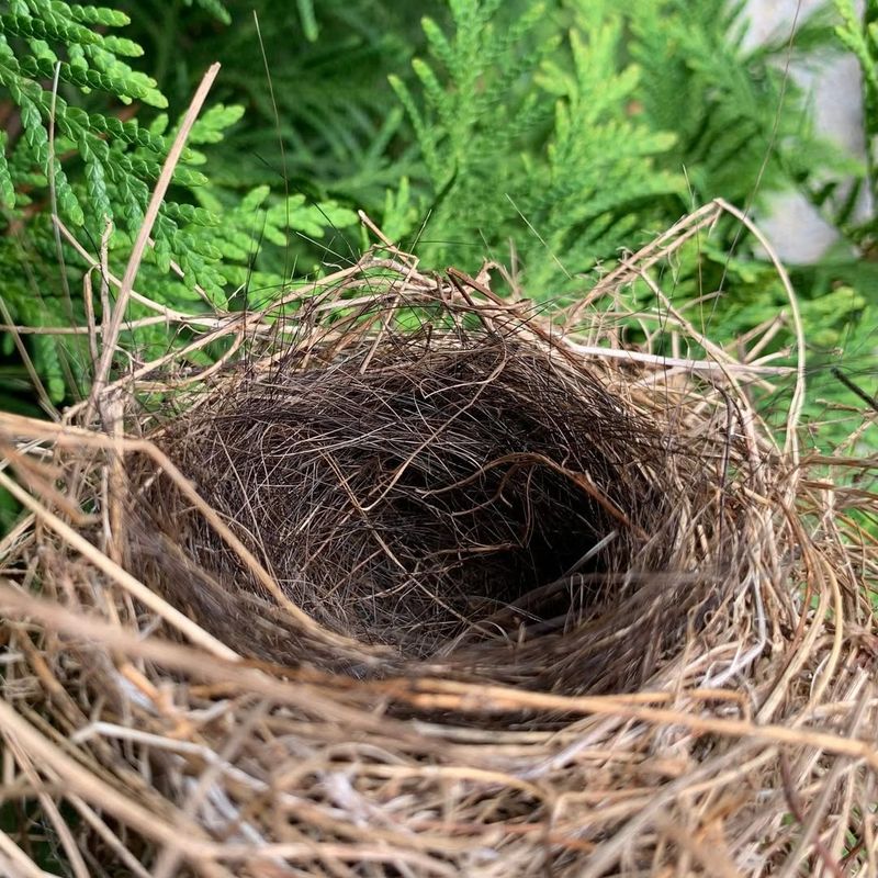 Bird Nests Use Different Building Materials