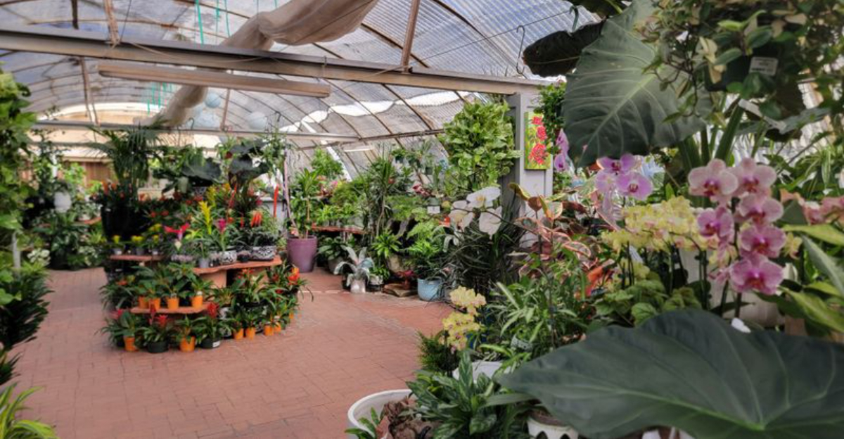 The Top 8 Garden Centers Phoenix Shoppers Rate Highest On Google Maps