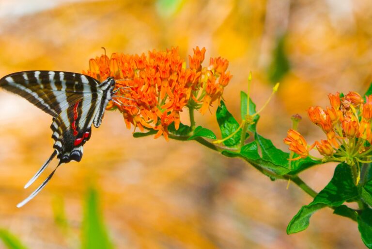 butterfly milkweed (featured image)