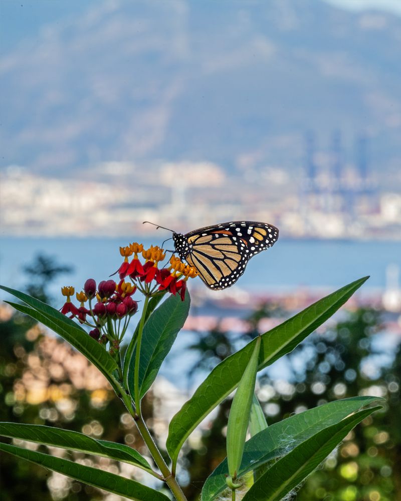 Monarch Butterflies Depend On It For Survival