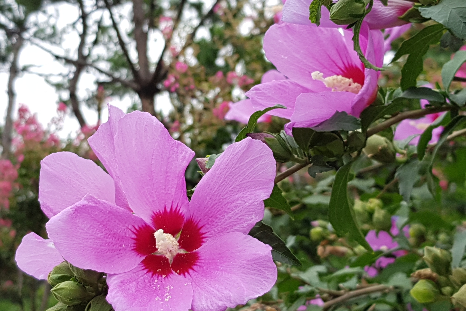 The Tough New Jersey Shrub That Bursts With Bright Pink Blooms