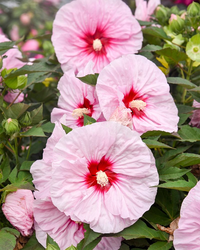 A Late Summer Bloomer That Steals The Show