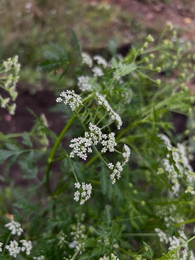 Poison Hemlock Looks Deceptively Harmless