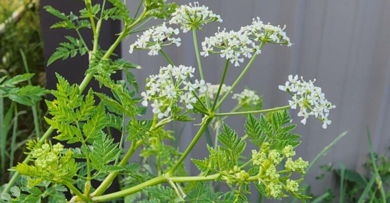poison hemlock