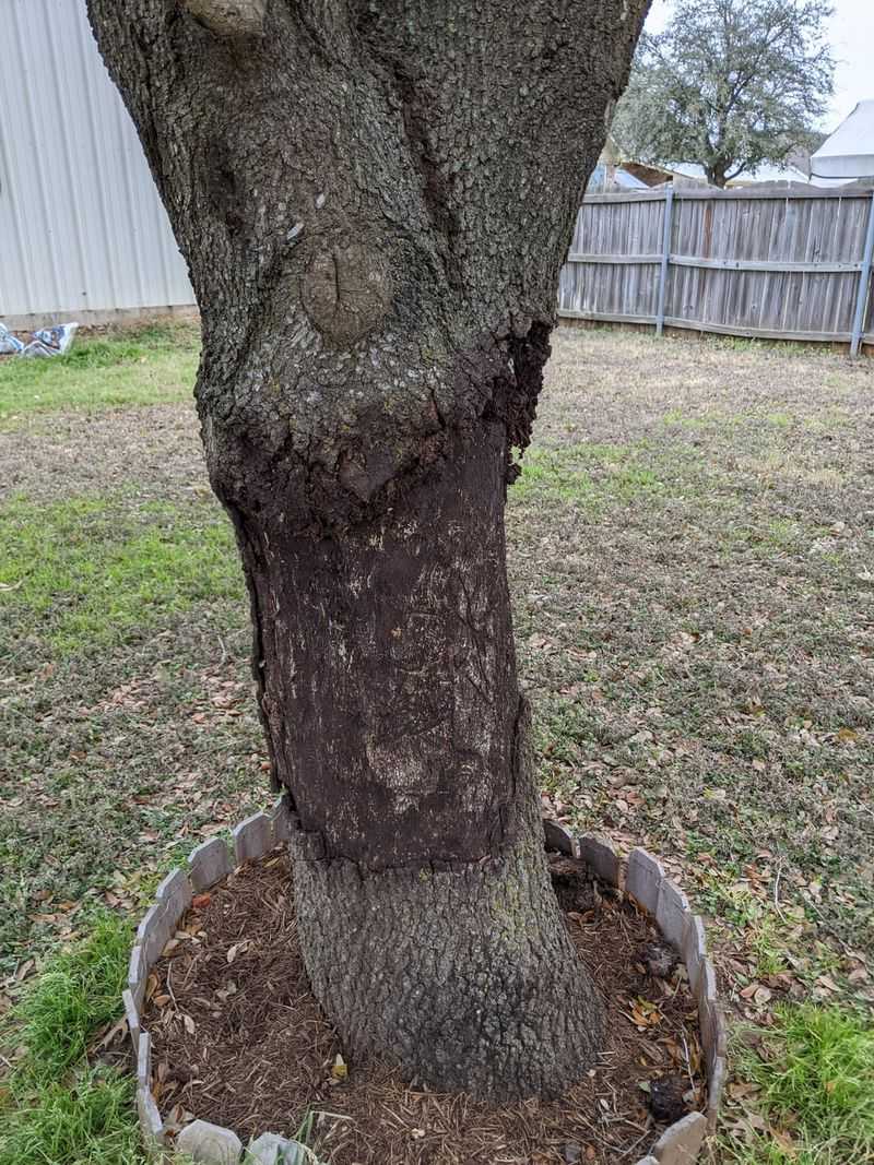 Bark Rot Takes Over When Moisture Gets Trapped