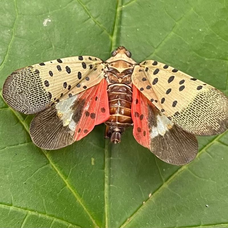 Spotted Lanternflies Use It As Their Favorite Host