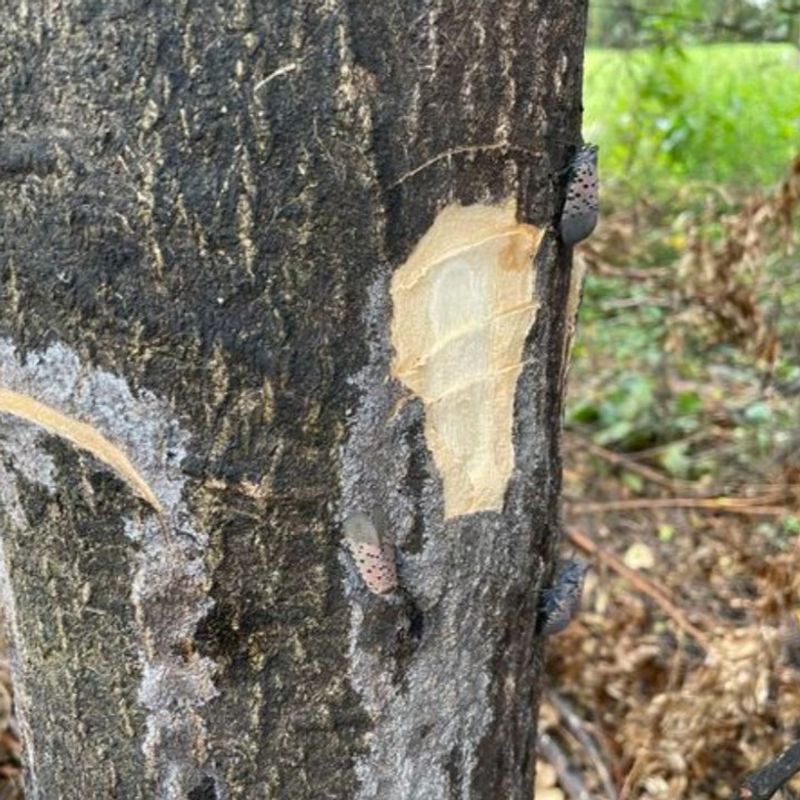 Tree Of Heaven Grows In Hard-To-Reach Places