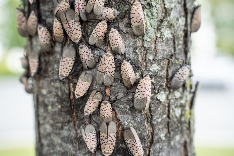Lanternfly Feeding Creates Sticky Honeydew Everywhere