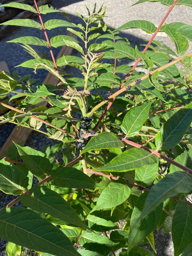 It Actually Attracts More Lanternflies To Your Area