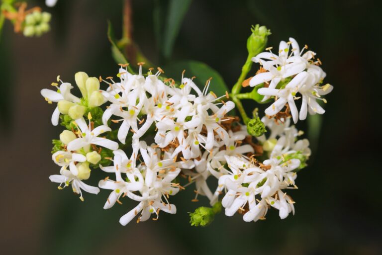 seven son tree in white fall bloom