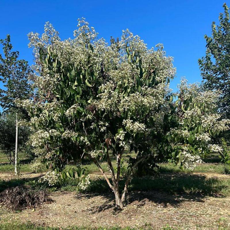 Late-Season Blooms Arrive When Pollinators Need Them Most