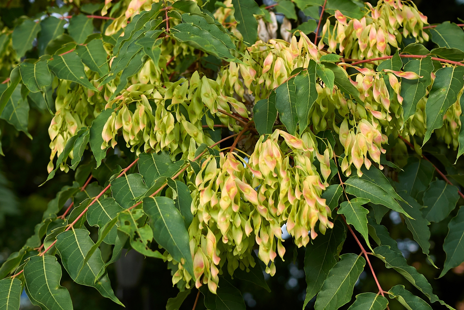 The Tree That Makes It Easier For Lanternflies To Spread In California