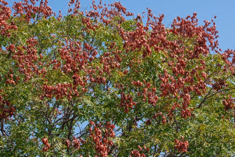 tree (featured image)