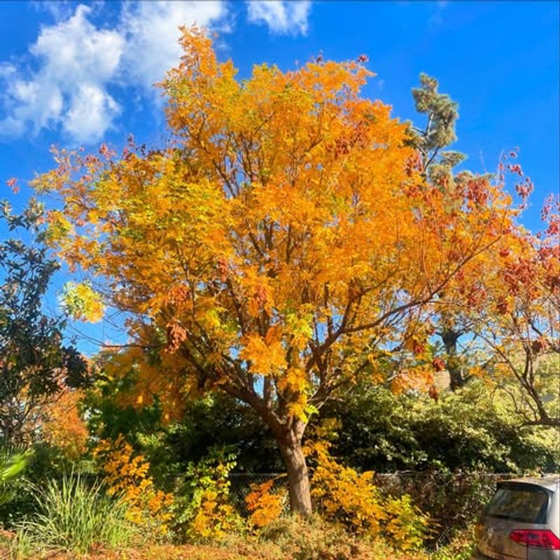 Late-Season Blooms Provide Critical Food Sources