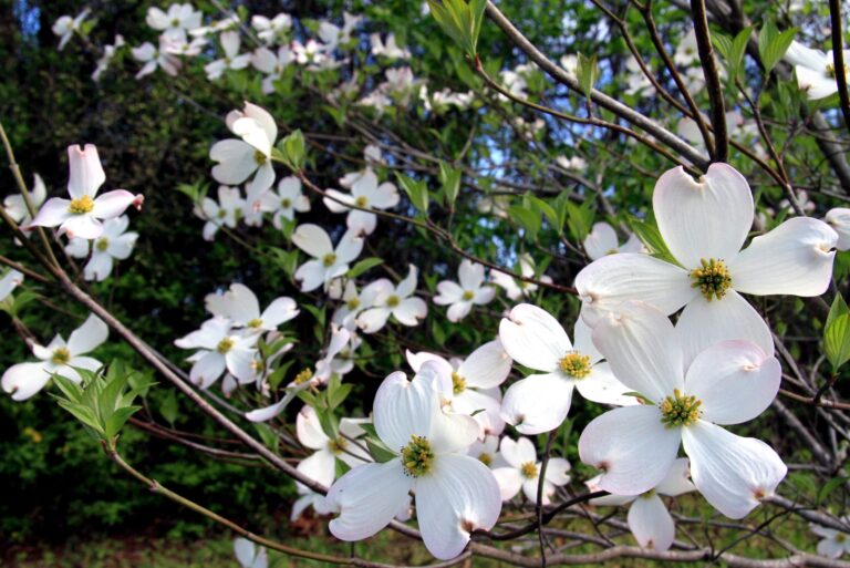 flowering dogwood (featured image)