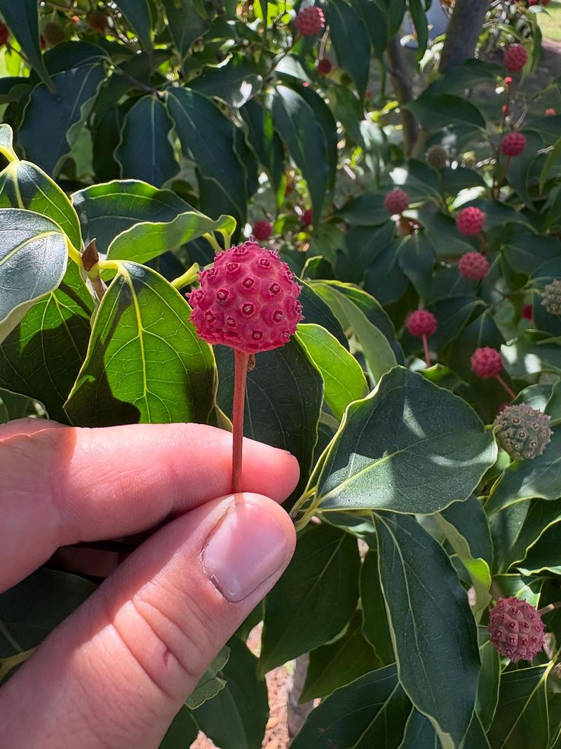 Vibrant Red Berries Provide Essential Energy