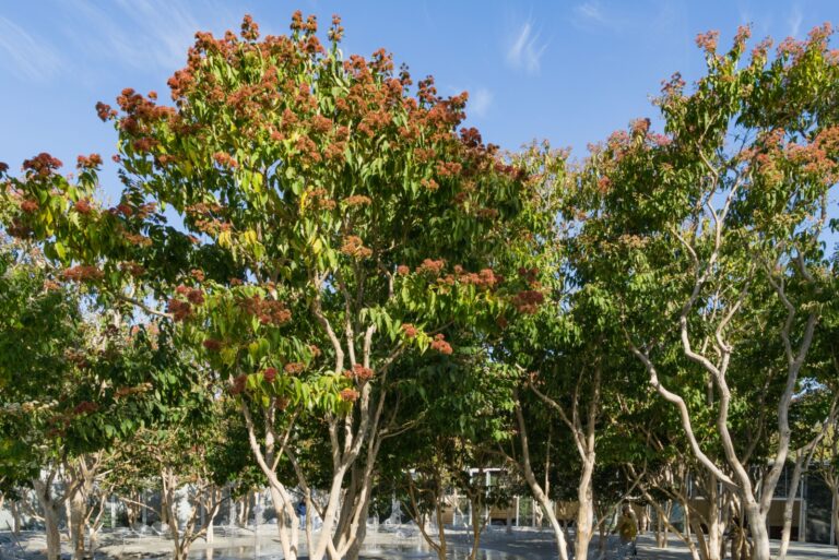 Flowering Heptacodium miconioides or Seven son flower trees
