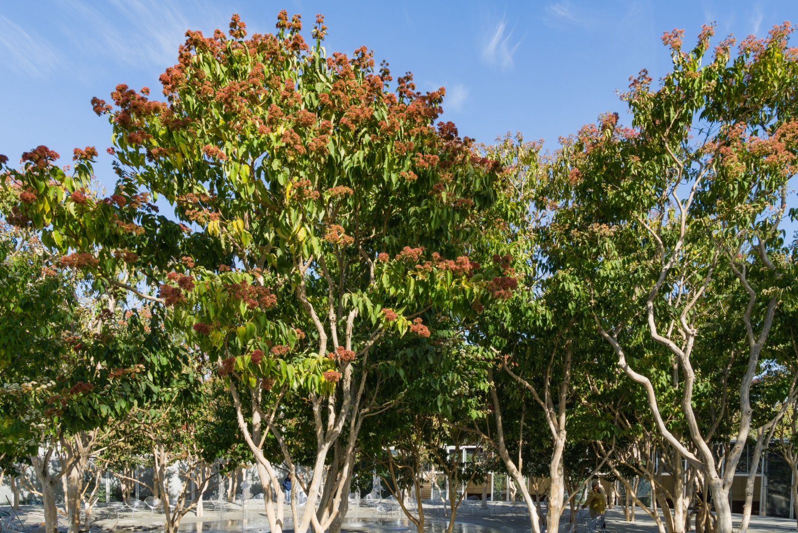 The Tree That Turns West Virginia Yards Into Pollinator Havens In Fall