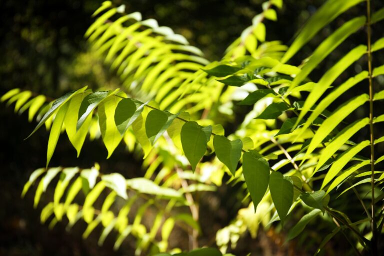 tree of heaven (featured image)
