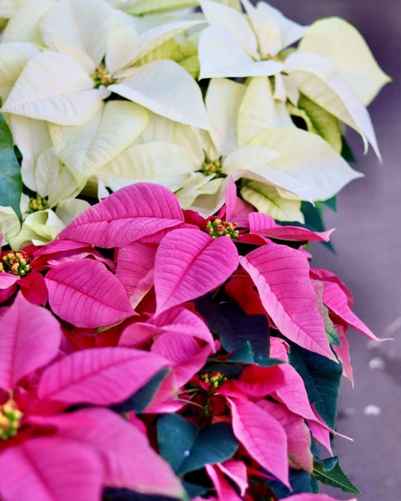 Mixing White And Pink Varieties