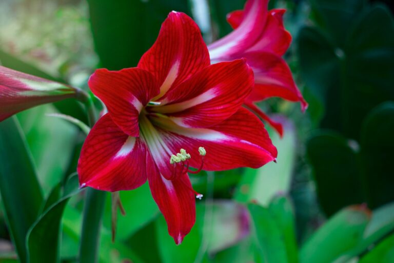 amaryllis outdoors