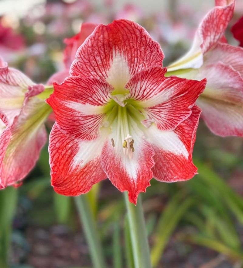 Florida's Mild Winter Gives The Bulbs Perfect Growing Conditions