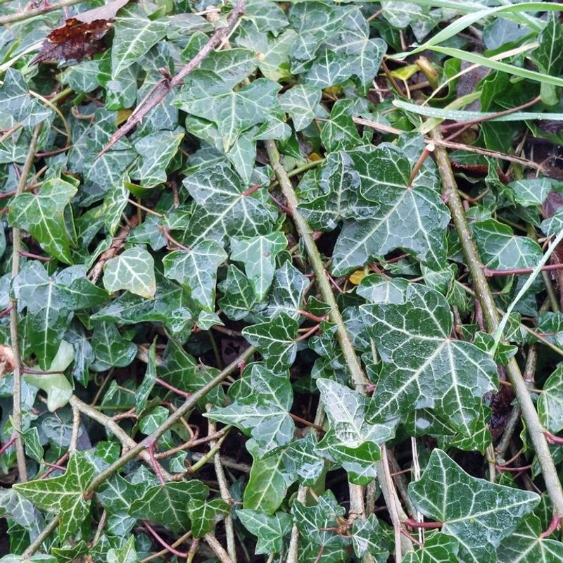 Why I Keep Returning To Tough, Low-Fuss Plants When Temperatures Drop