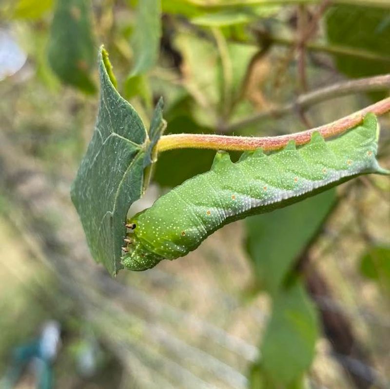 Native Plant Status Makes It Valuable For Local Wildlife
