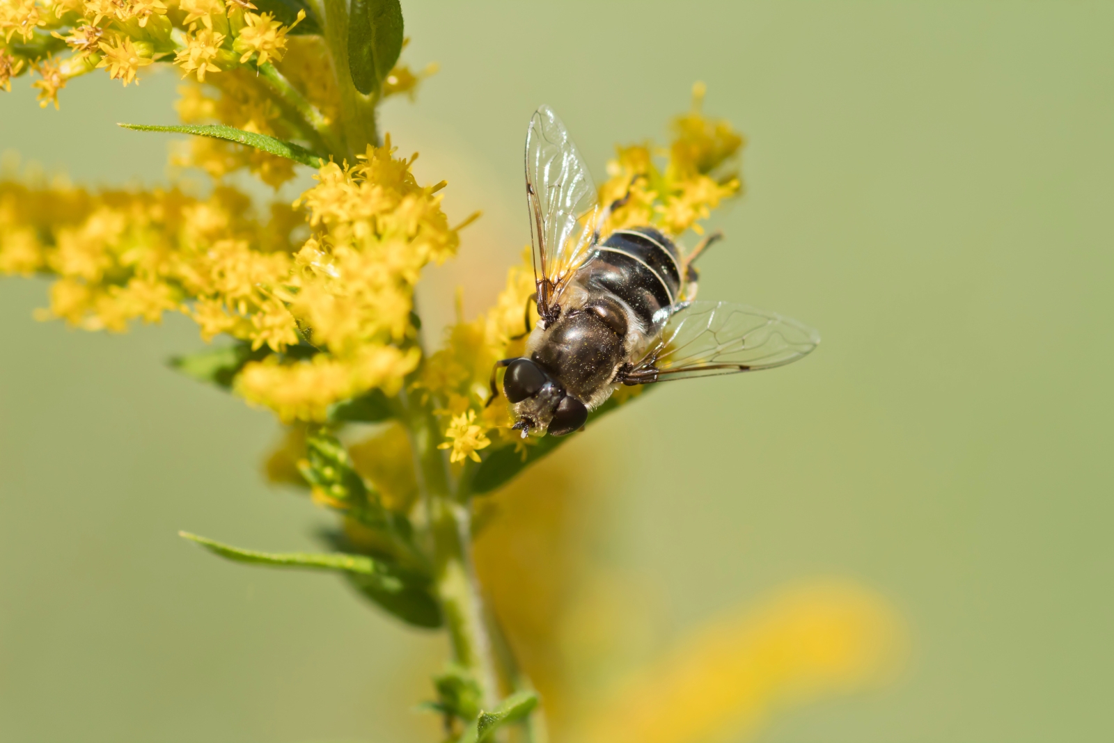 The Virginia Native Plant That Draws In Bees All Season Long