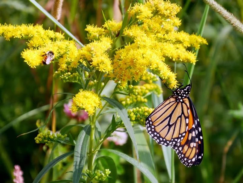 Goldenrod Blooms When Bees Need It Most