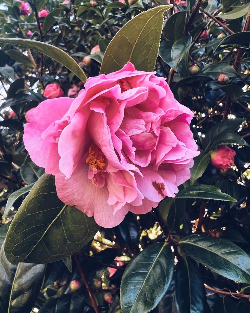 Gorgeous Blooms When Nothing Else Flowers