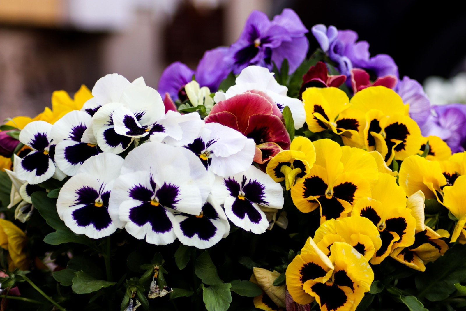 colorful pansies