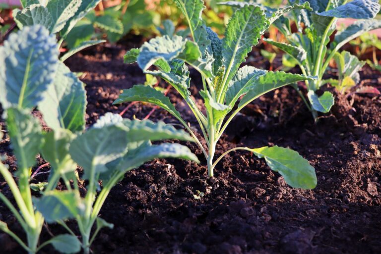 winter kale cabbage seedlings