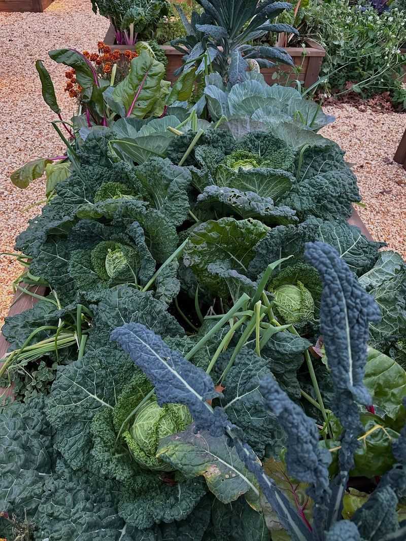 Planting Too Late In The Season