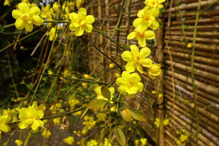 yellow winter jasmine flowers
