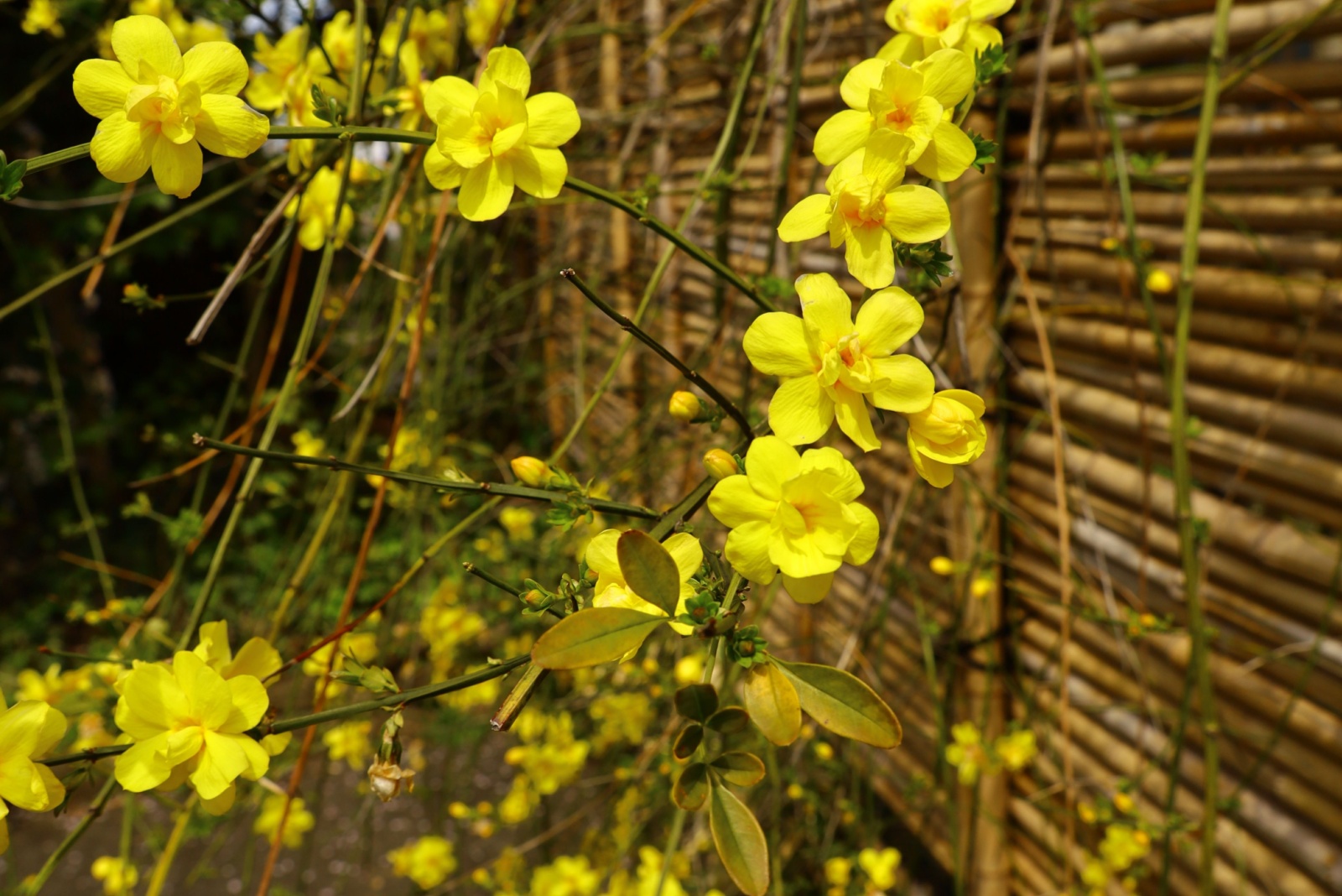 yellow winter jasmine flowers