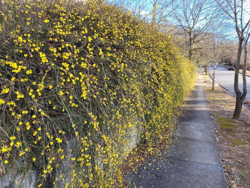 Blooms When Everything Else Sleeps